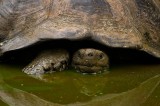 _mg_3830 Land Tortoise on Santa Cruz