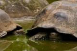 _mg_3845 Land Tortoises on Santa Cruz