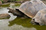 _mg_3902 Yawning Land Tortoise on Santa Cruz
