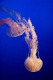 _mg_9452 Jellyfish at the Monterey Bay Aquarium
