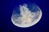 _mg_9466 Jellyfish at the Monterey Bay Aquarium