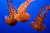 _mg_9471 Jellyfish at the Monterey Bay Aquarium